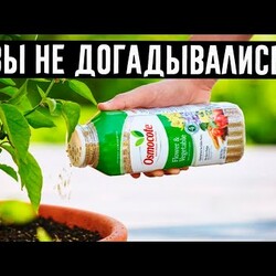 Оживят даже сухие кусты: 10 подкормок для комнатных цветов!