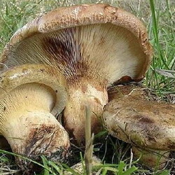 Как засолить коровники на зиму в банках