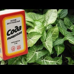 СОДА для пользы растений? Малоизвестное применение соды в цветоводстве.