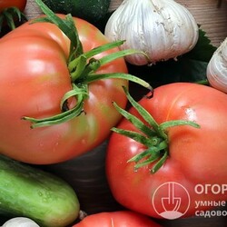 Томат Бычье сердце розовое: отзывы, описание сорта, фото