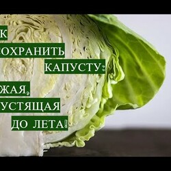 ВСЮ ЗИМУ БУДТО ТОЛЬКО С ГРЯДКИ! КАК СОХРАНИТЬ КАПУСТУ НА ЗИМУ ДО ЛЕТА!