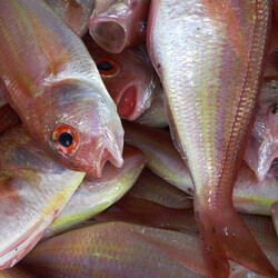 Рыбные котлеты «просто праздник какой-то» должен приготовить каждый