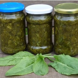 Щавель: простые рецепты заготовки этого овоща на зиму