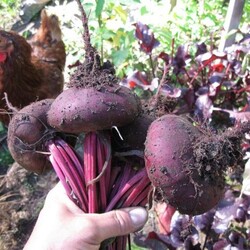 Моей соседке 60 лет. И этот овощ вернул ей зрение, очистил печень от жира и помог кишечнику… - womenres.ru