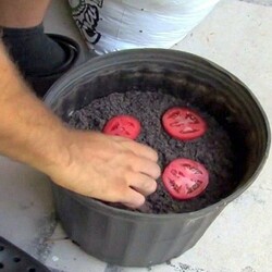 Stop Buying These 35 Fruits And Veggies - Here's How To Grow Them At Home Using Just The Scraps