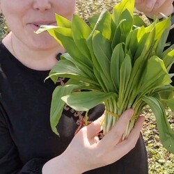 намазка из черемши на хлеб