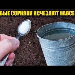 Все СОРНЯКИ исчезнут за 1 минуту навсегда! Простой безопасный способ без химии