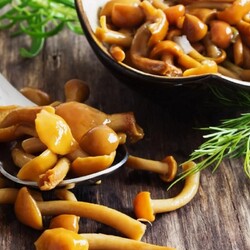 20 рецептов очень вкусных маринованных грибов