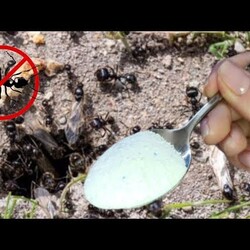 1 ЛОЖКА и МУРАВЬИ ЗАБУДУТ В ВАШ САД и ДОМ ДОРОЖКУ #совет