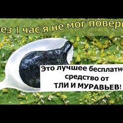 ЭТО ЛУЧШЕЕ ОТ ТЛИ И МУРАВЬЕВ! СРЕДСТВО ОТ ТЛИ И МУРАВЬЕВ!