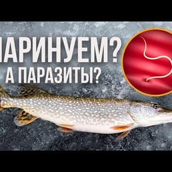 Вкусная маринованная ЩУКА. Безопасный рецепт!
