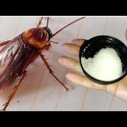 Увидели 1 ТАРАКАНА СРОЧНО СДЕЛАЙТЕ ЭТО #совет ТАРАКАНОВ НЕТ