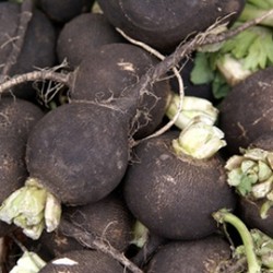 Чёрная редька