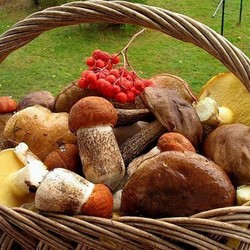 Салаты с грибами, простые рецепты