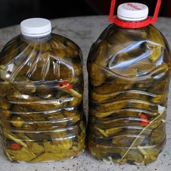 Огурцы в бутылке, как бочковые. Получаются настоящие бочковые огурчики, очень вкусно! - fav0ritka77.ru