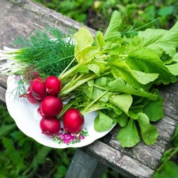 Салаты с редисом — простые и вкусные пошаговые рецепты