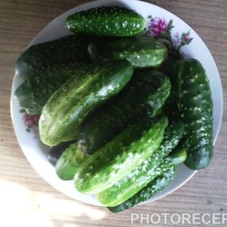 Соленые, хрустящие огурцы по-деревенски - рецепт с фото пошагово