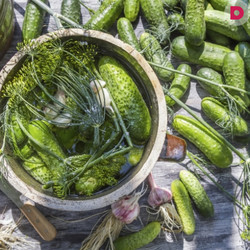 Малосольные огурцы: 5 проверенных рецептов, рецепт приготовления