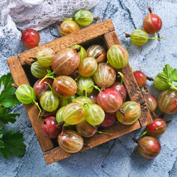 Домашнее шампанское из крыжовника