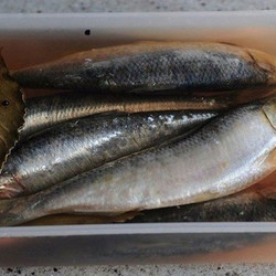 ЗАСОЛКА СЕДЬДИ, СКУМБРИИ, КРАСНОЙ РЫБЫ