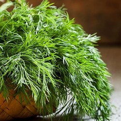 Укроп при простуде и бронхите