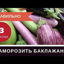 Как Правильно Заморозить Баклажаны на Зиму: Три Способа Баклажаны в Морозилку