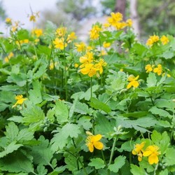 Чистотел (рецепты настоя)