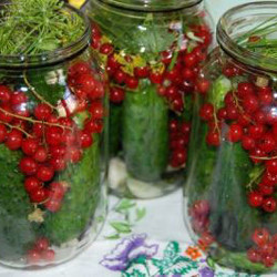 Огурцы – соление и консервация. Лучшие и проверенные рецепты