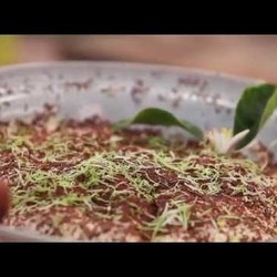 Лимонный тирамису от Дженнаро Контальдо