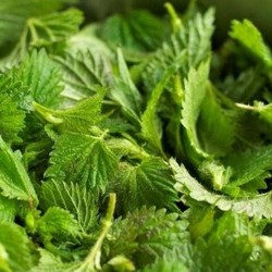 Молодая крапива - целебная сила! Собираем, заготавливаем и готовим блюда