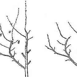Компот из черешни. Вишня, черешня. Сорта, выращивание, уход, заготовки