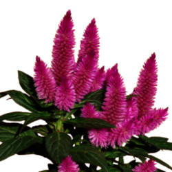 6 блюд из амаранта для завтрака