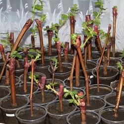 УКОРЕНЕНИЕ ЧЕРЕНКОВ