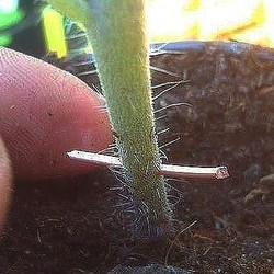 Фитофтора на помидорах лечится с помощью медной проволоки