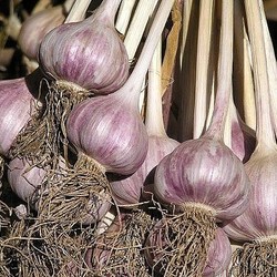 Уход за чесноком. 