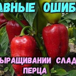 ГЛАВНЫЕ ОШИБКИ ПРИ ВЫРАЩИВАНИИ СЛАДКОГО ПЕРЦА