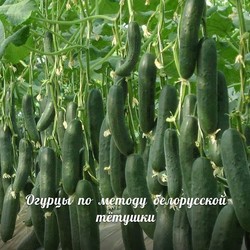 Сажаю огурцы по методу белорусской тётушки 