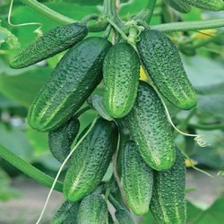 Огурцы: 60 вёдер с 7 метровой грядки! 