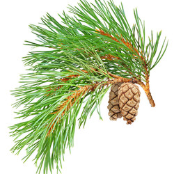 ЛЕЧЕНИЕ АТРОФИИ ЗРИТЕЛЬНОГО НЕРВА ОТВАРОМ ИЗ СОСНОВОЙ ХВОИ, ШИПОВНИКА И ЛУКОВОЙ ШЕЛУХИ