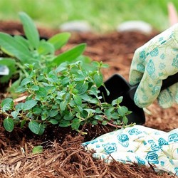 БОРЬБА С СОРНЯКАМИ «ПО УМНОМУ»