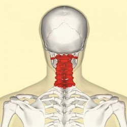 Гимнастика для шеи — четыре шага к гибкости и красоте!