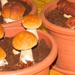 Как вырастить много белых грибов дома на подоконнике