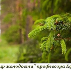 Бальзам ПРОФЕССОРА ЕФИМОВА хвоя