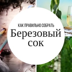 Берёзовый Сок Как Правильно Добывать