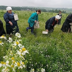 КАКИЕ РАСТЕНИЯ СОБИРАТЬ ВЕСНОЙ
