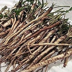 Чай одуванчика