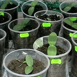 Рассада огурцов /Тонкости выращивания рассады огурцов