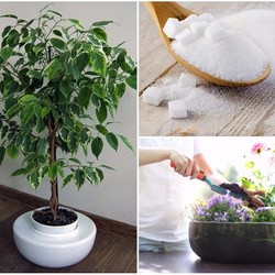 10 НАТУРАЛЬНЫХ УДОБРЕНИЙ ДЛЯ ДОМАШНИХ ЦВЕТОВ