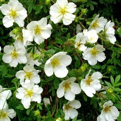 Эффективное лечение щитовидной железы.Лапчатка белая.