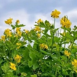 ЧИСТОТЕЛ ( опытом делится Печеневский А.В.)